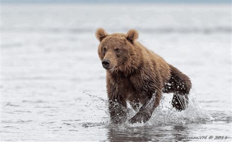giphy bear|bear animated gif.